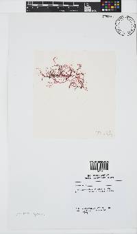 Hypnea rosea image