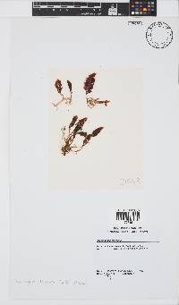 Asparagopsis taxiformis image