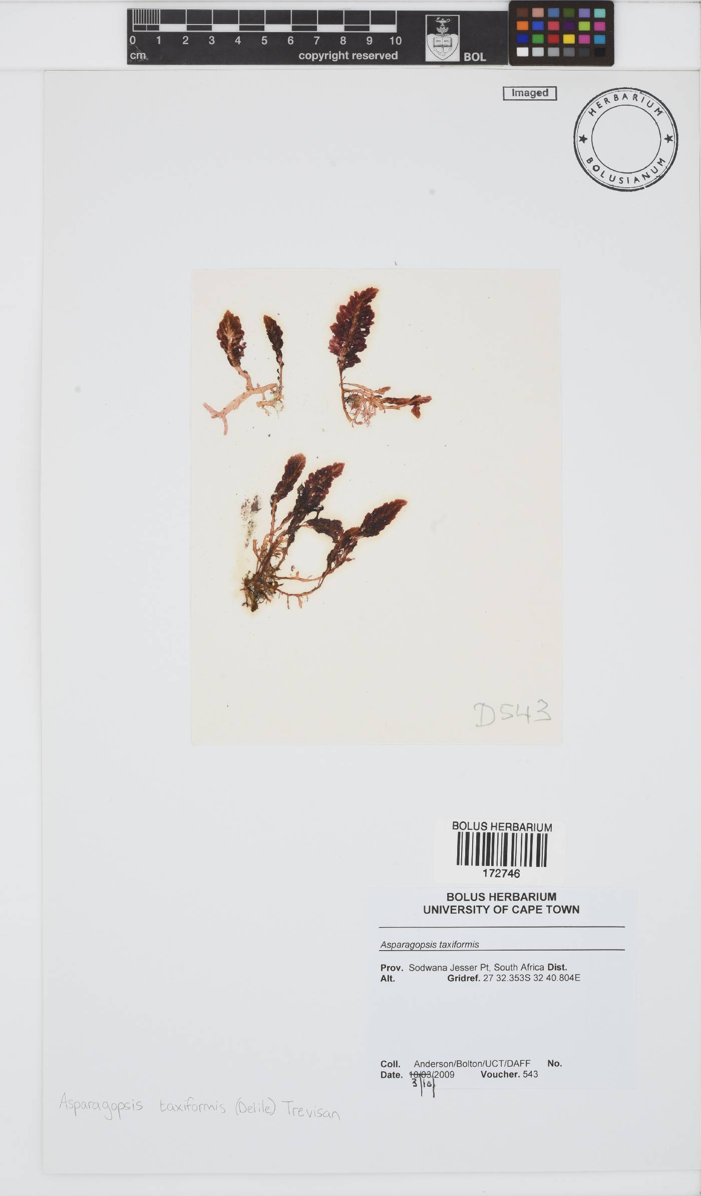 Asparagopsis taxiformis image