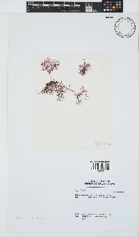 Hypnea viridis image