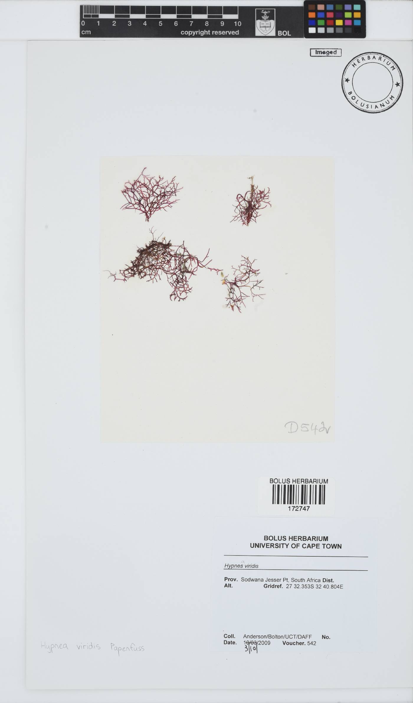 Hypnea viridis image