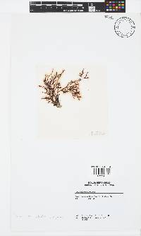 Phacelocarpus tristichus image
