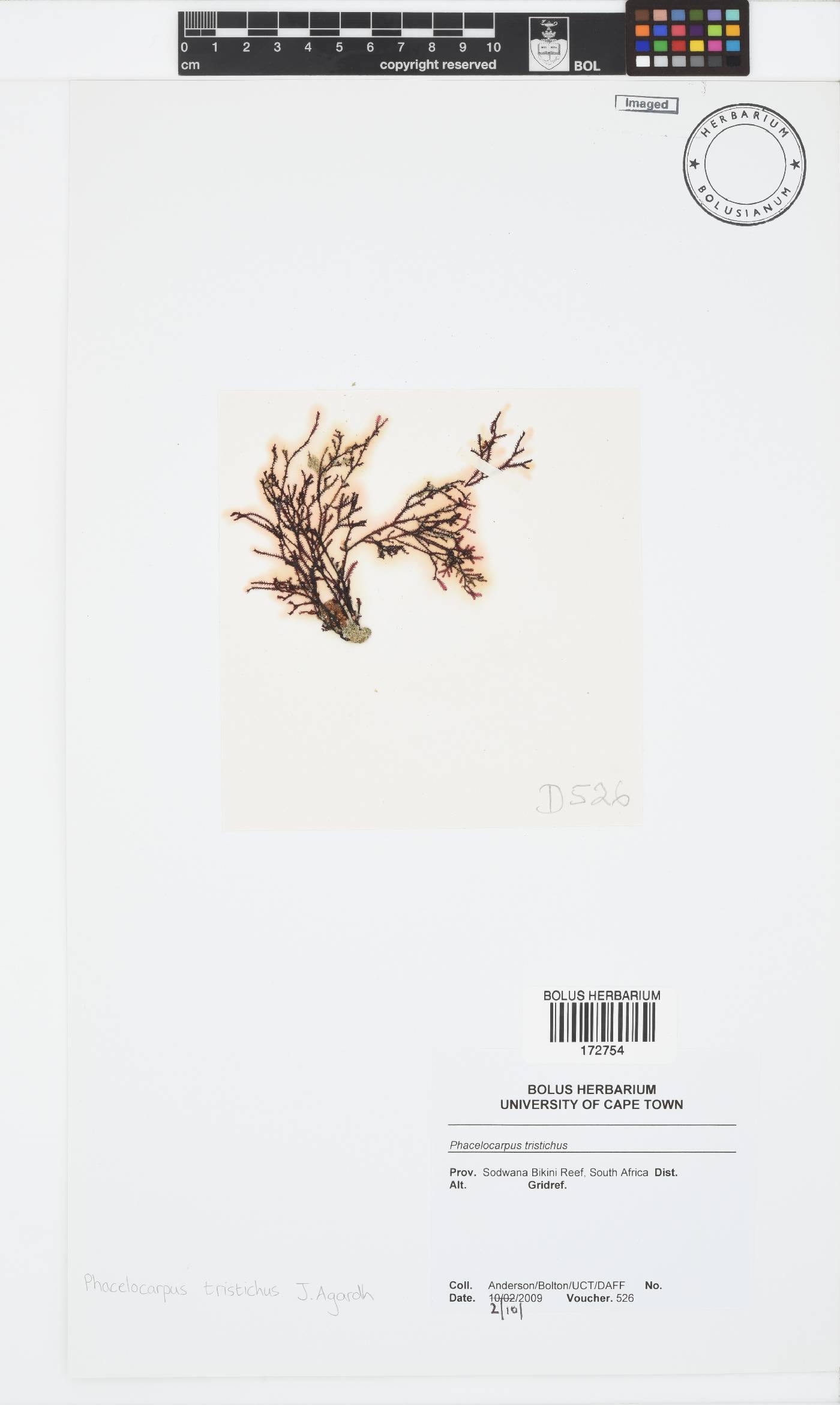 Phacelocarpus tristichus image
