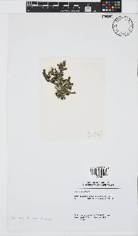 Image of Gracilaria vieillardii