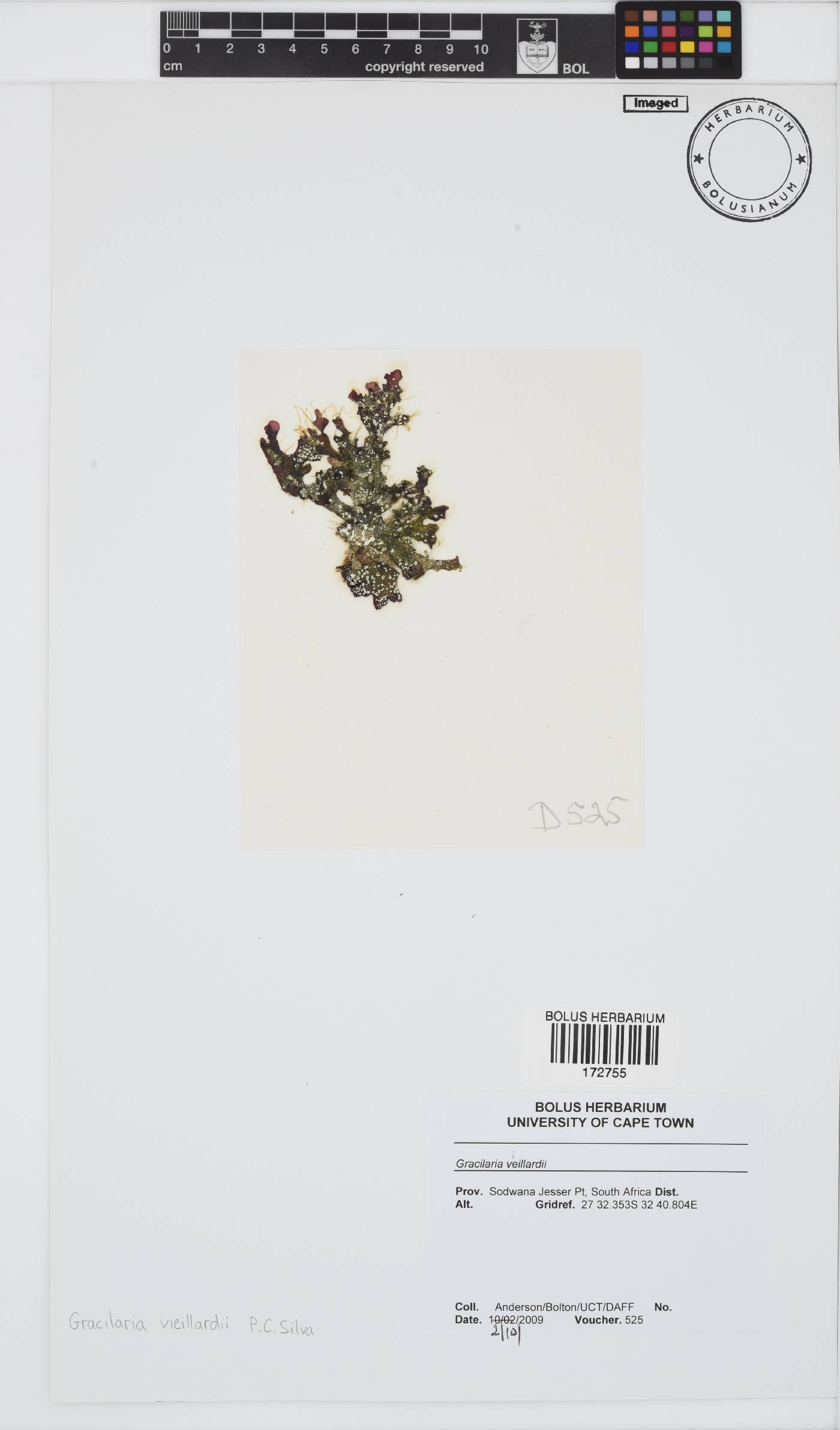 Gracilaria vieillardii image