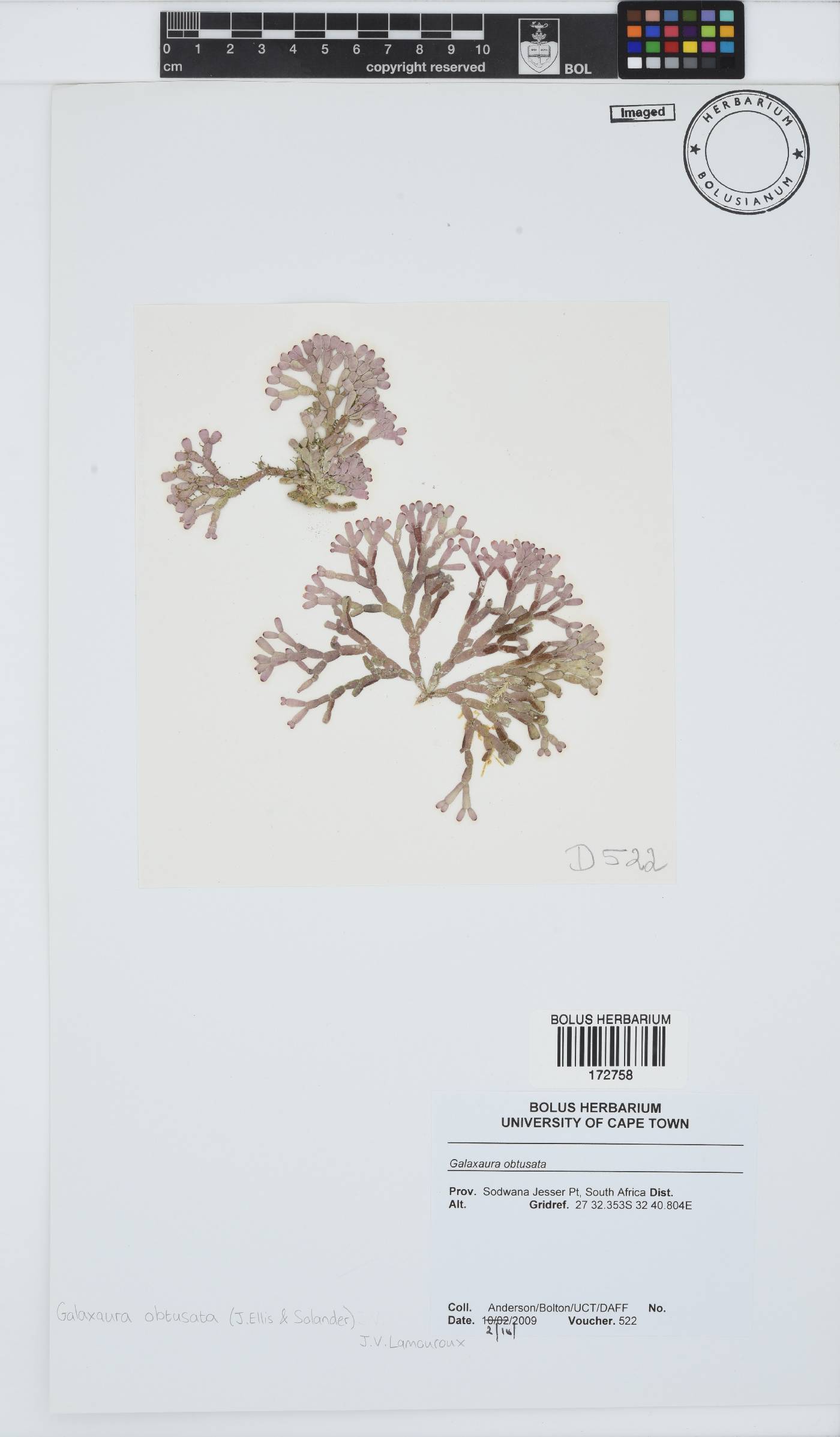 Dichotomaria obtusata image