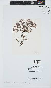 Dichotomaria tenera image