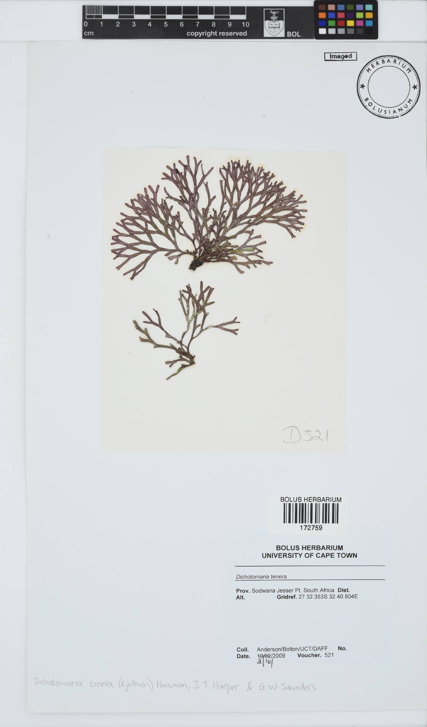 Dichotomaria tenera image