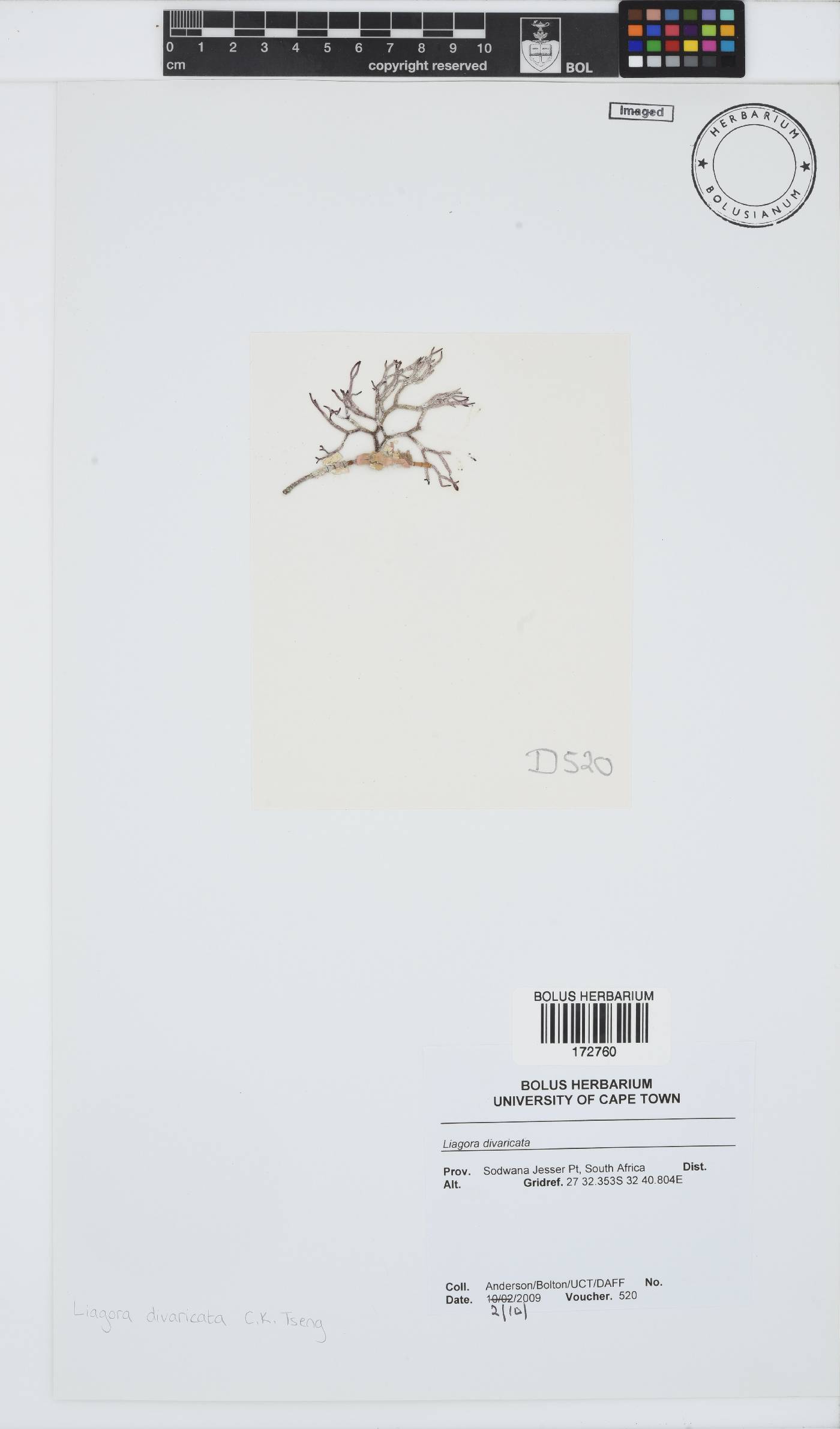Neoizziella divaricata image