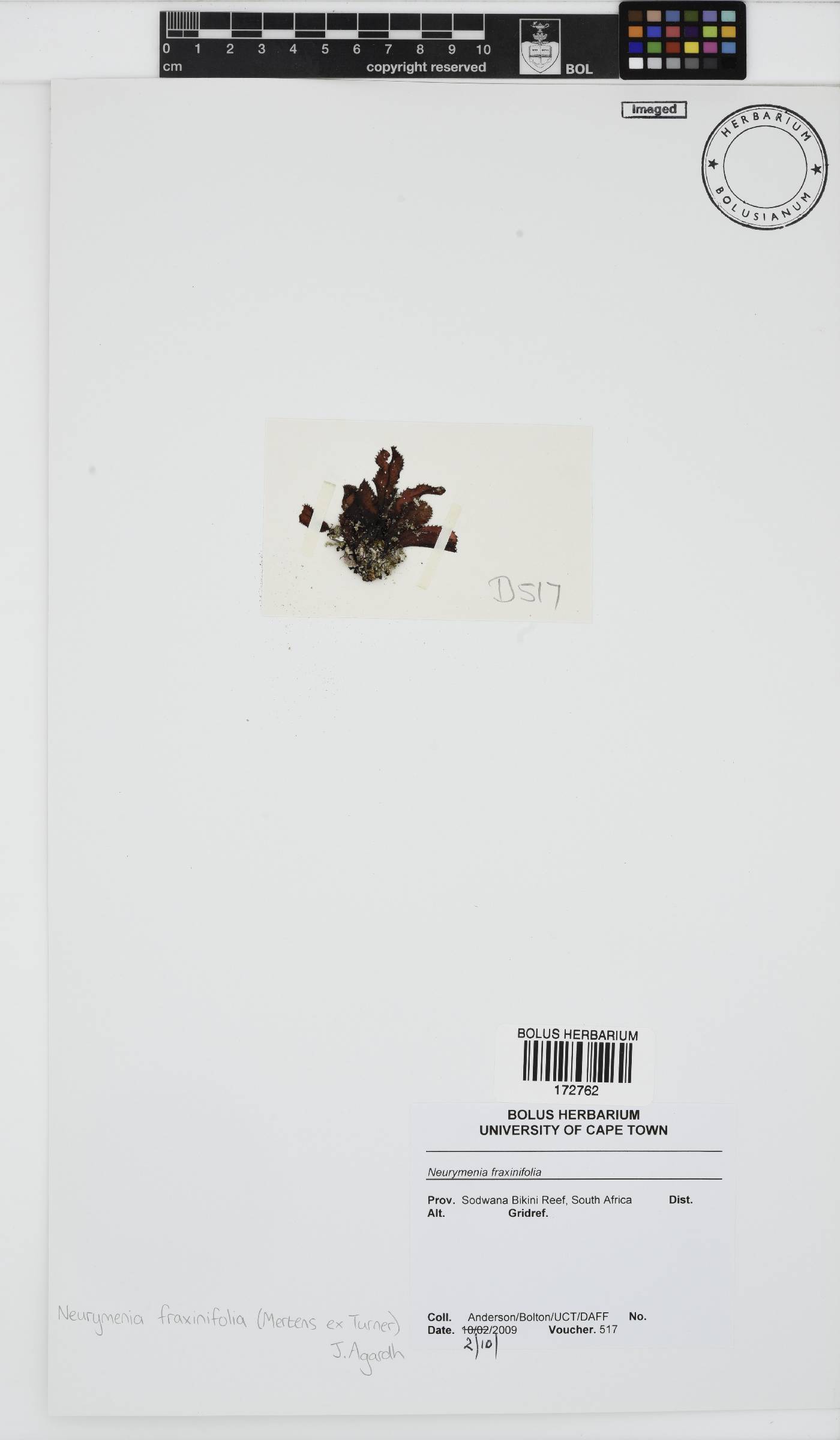 Neurymenia fraxinifolia image