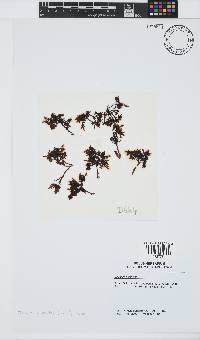 Gelidium pristoides image