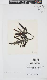 Sarcothalia stiriata image