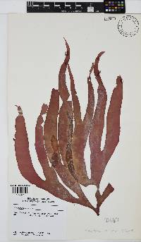 Tsengia lanceolata image