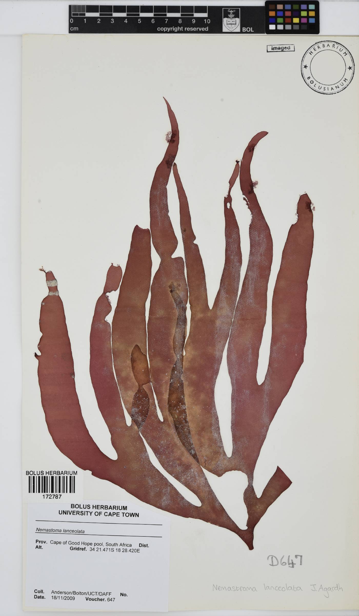 Tsengia image
