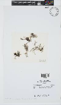 Caulacanthus ustulatus image