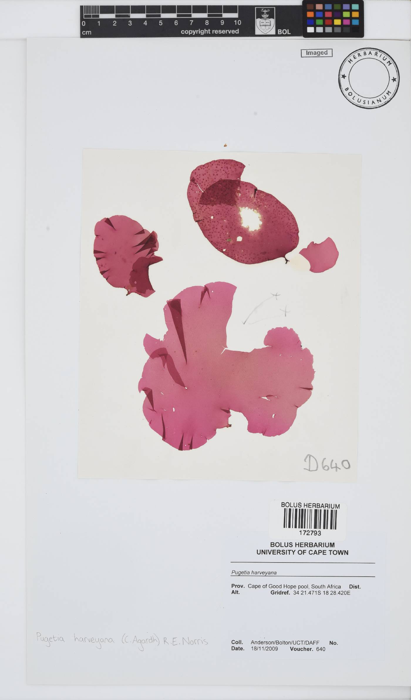 Polycoelia harveyana image