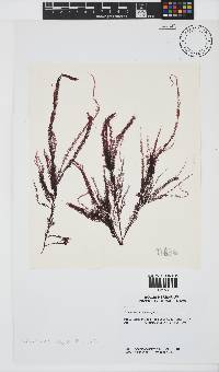 Schimmelmannia elegans image
