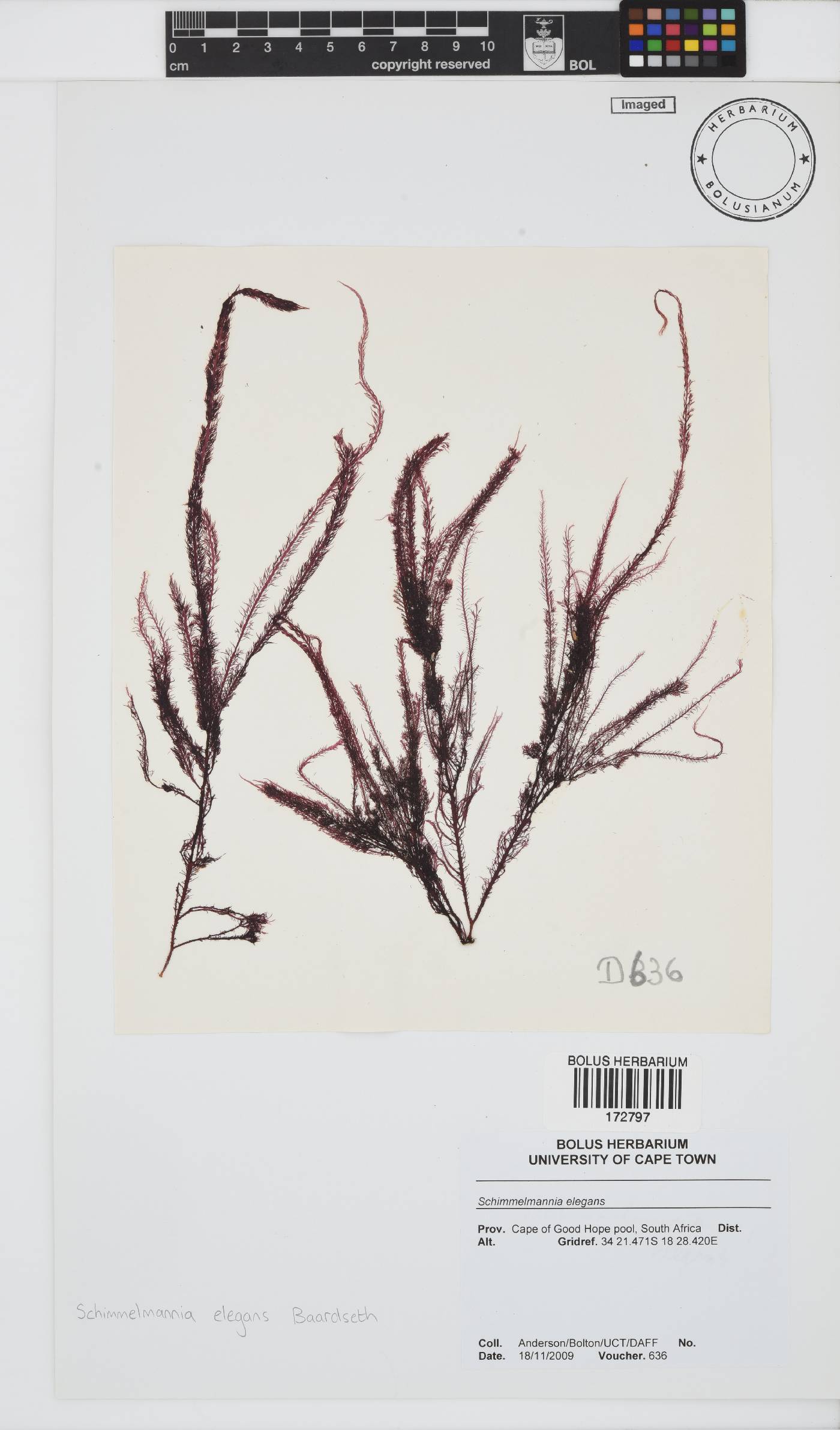Schimmelmannia elegans image