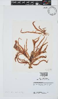 Helminthocladia australis image