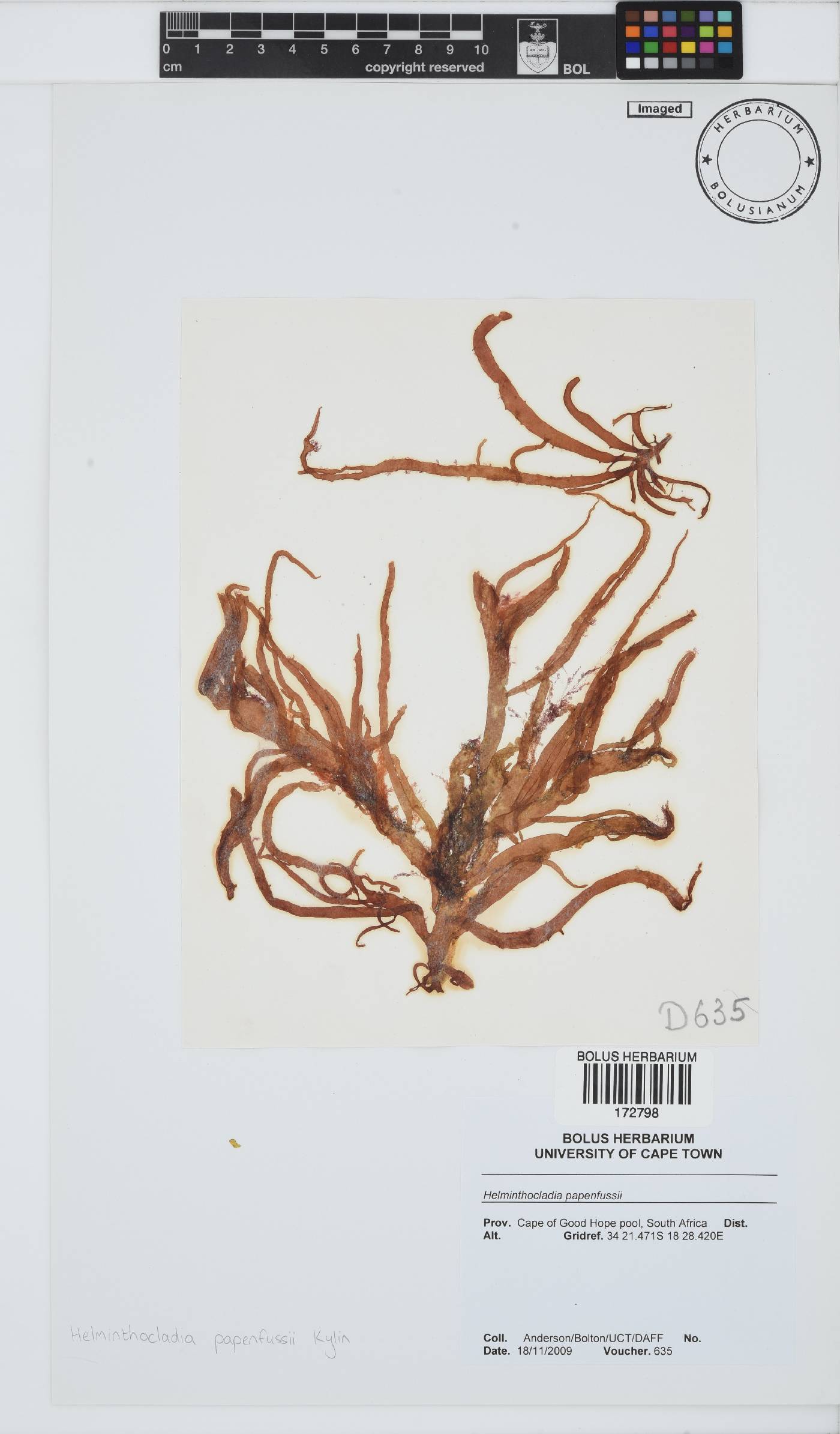 Helminthocladia australis image