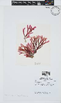Rhodymenia capensis image