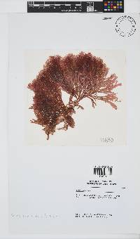 Scinaia capensis image