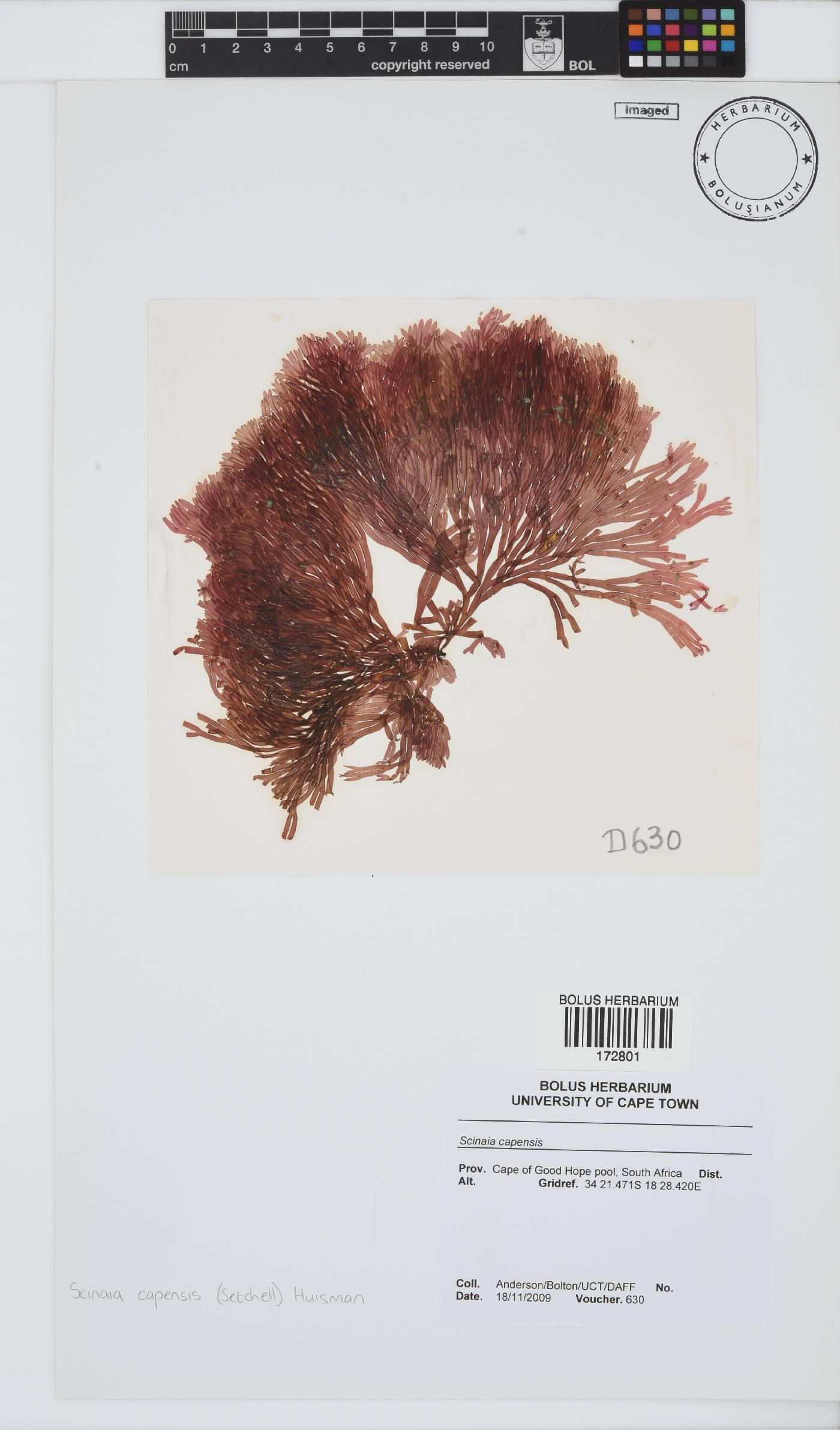 Scinaia capensis image