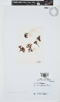 Ahnfeltiopsis glomerata image