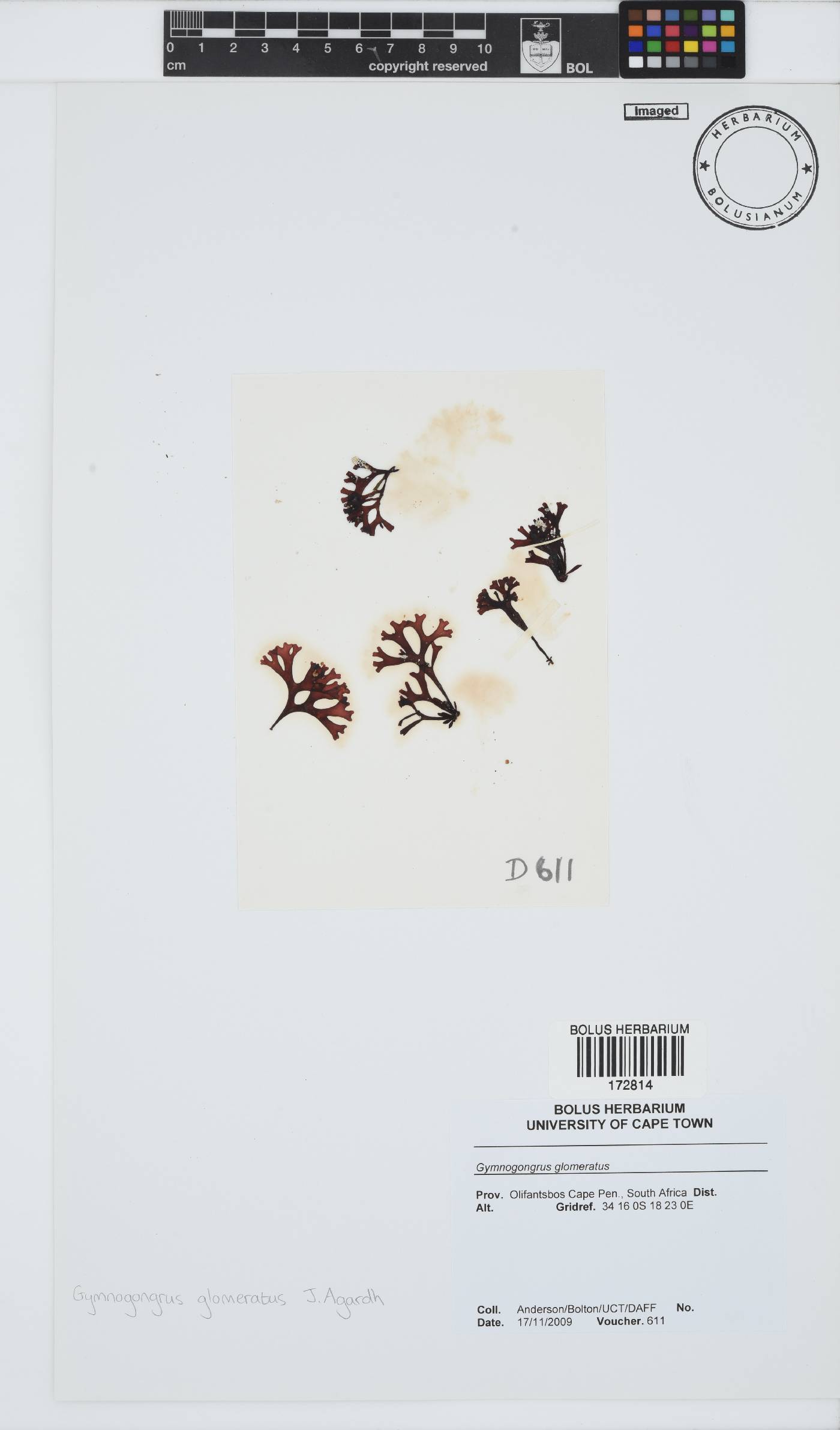 Ahnfeltiopsis glomerata image