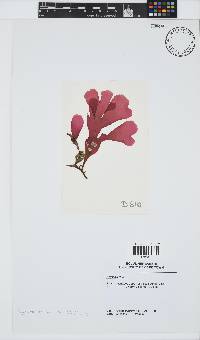 Rhodymenia obtusa image