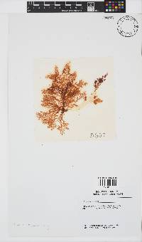 Plocamium rigidum image