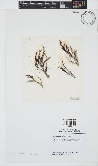 Hypnea spicifera image