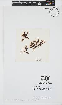 Image of Mazzaella convoluta