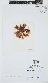 Helminthora furcellata image
