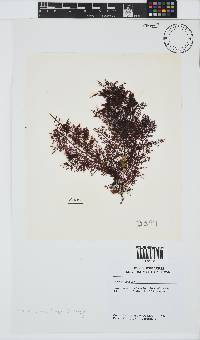 Gelidium capense image