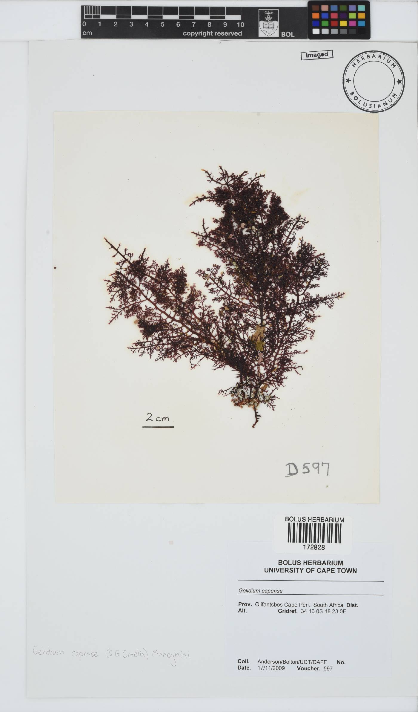 Gelidiaceae image