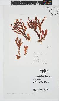 Plocamium corallorhiza image