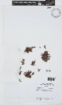 Dasya scoparia image