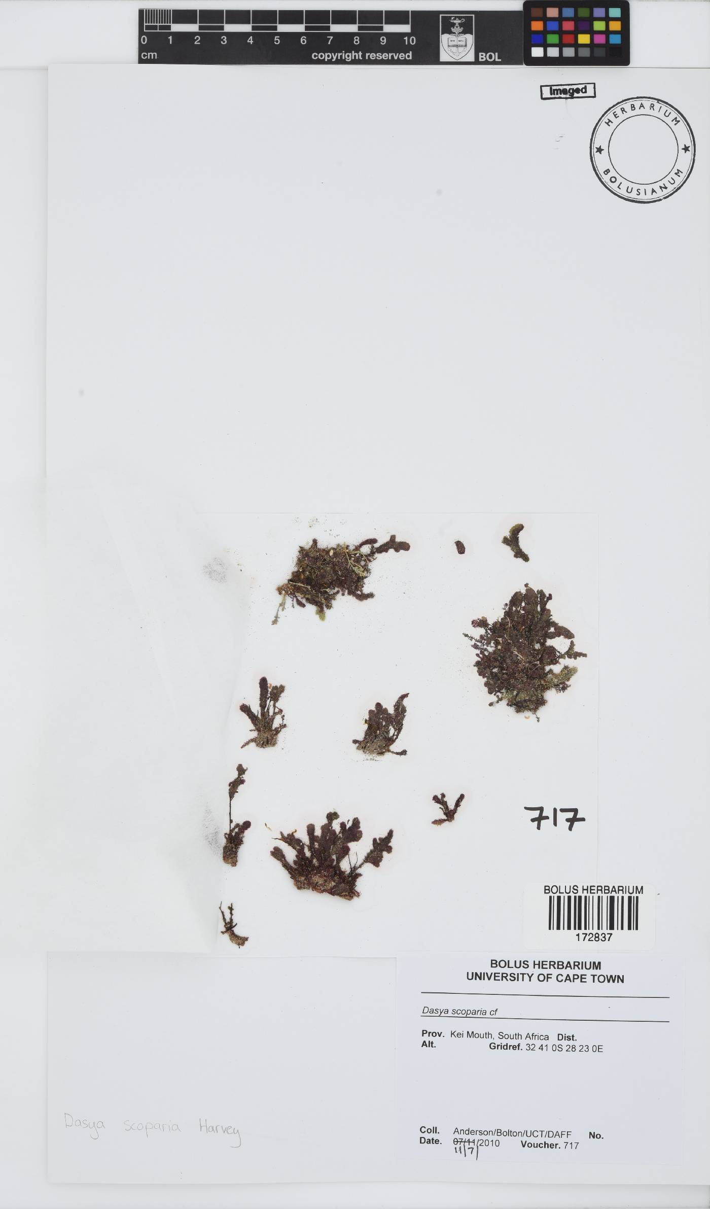 Dasya scoparia image