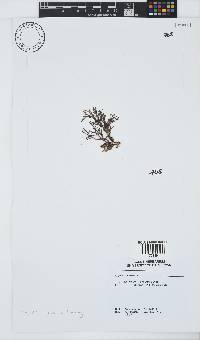 Spyridia cupressina image