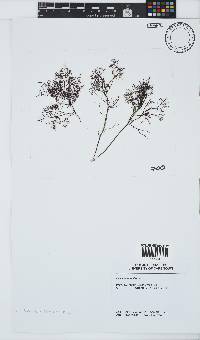Gelidium abbottiorum image
