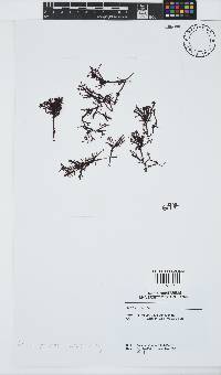 Gelidium pristoides image