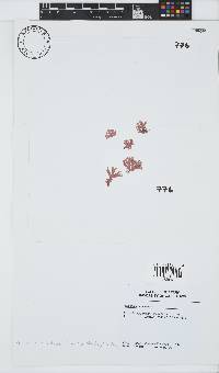 Acrosorium maculatum image