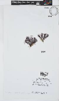 Centroceras clavulatum image