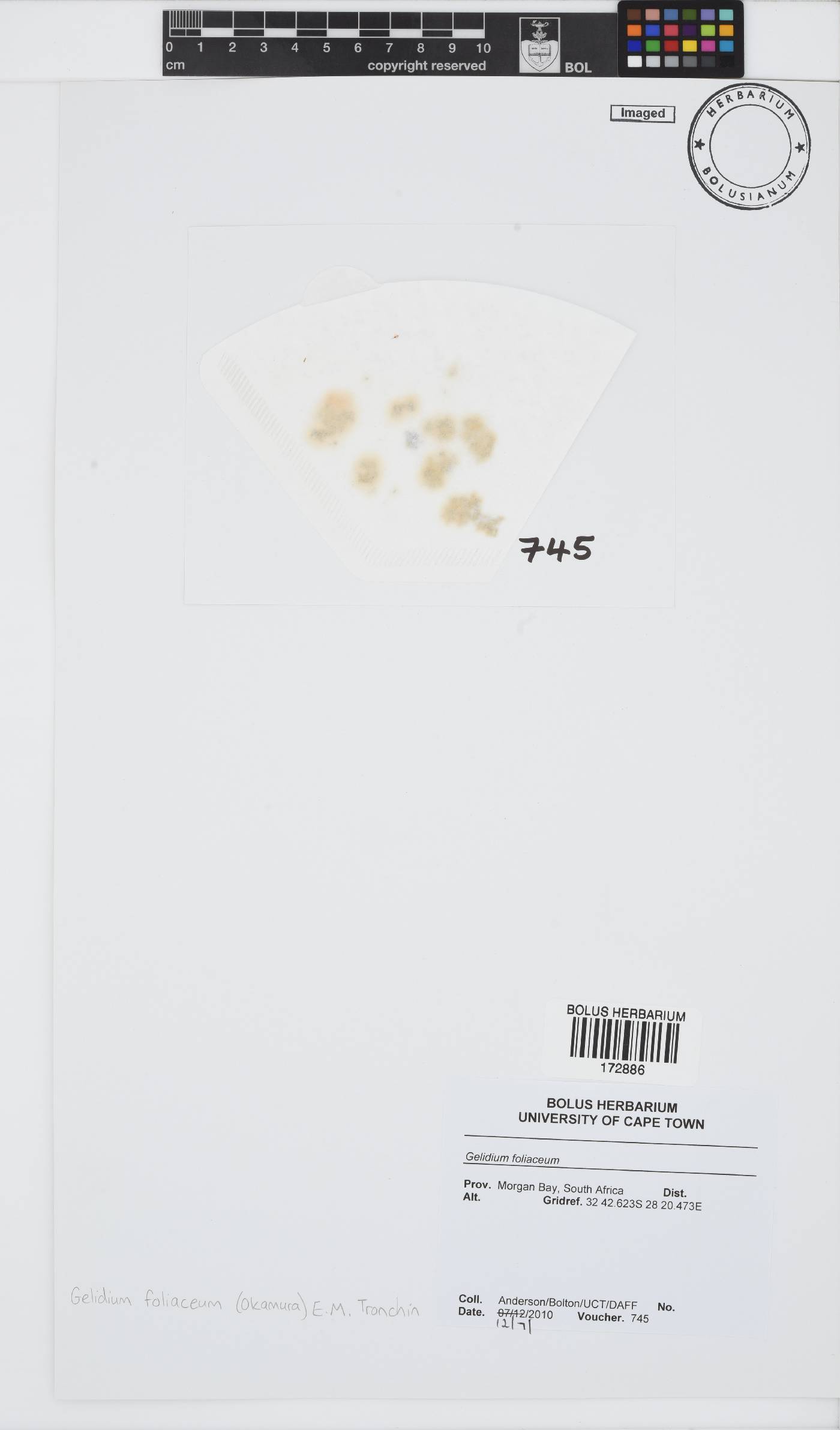 Gelidium foliaceum image