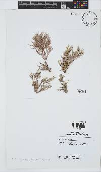 Amphiroa ephedraea image