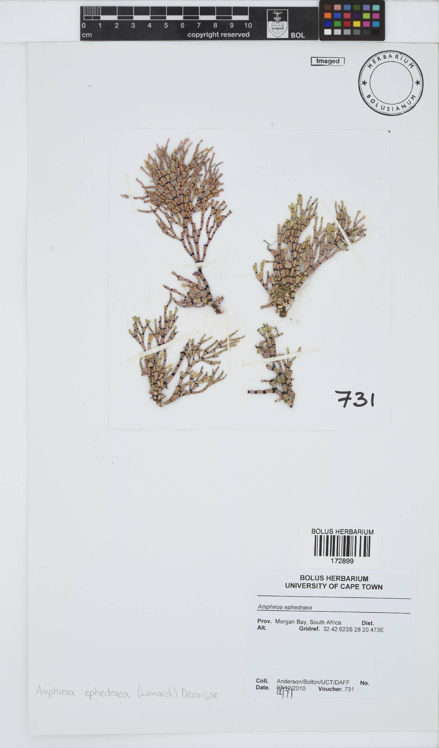 Amphiroa ephedraea image