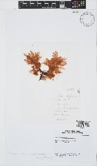 Plocamium telfairiae image