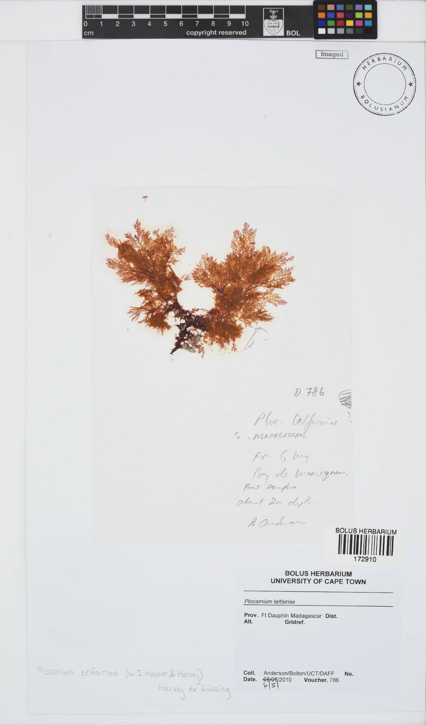 Plocamium telfairiae image