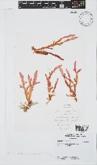 Plocamium corallorhiza image